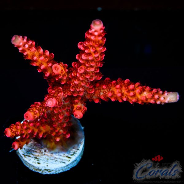 EC Akil’s DeadPool Acro NEW