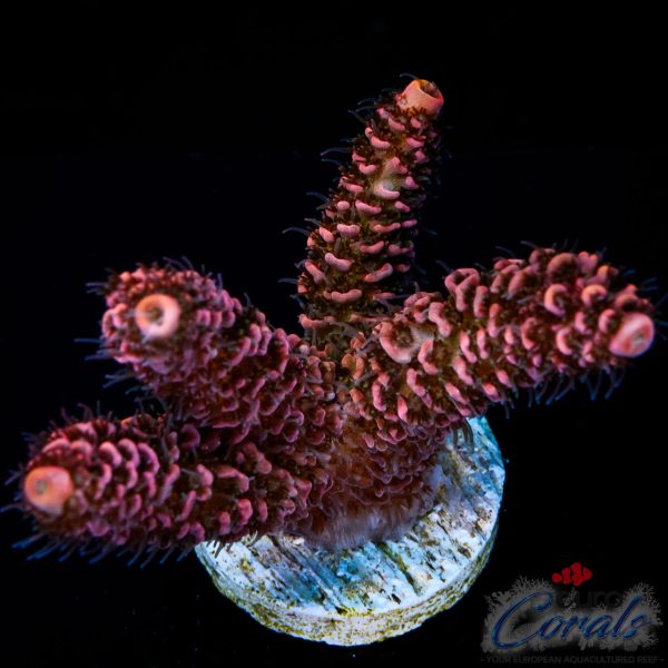 EC Zazzy Frill Rainbow LP Mille